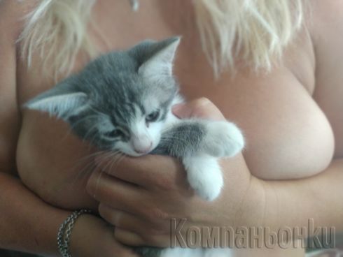 искаш ли да ми погалиш котето?....в града на 24.08, понеделник